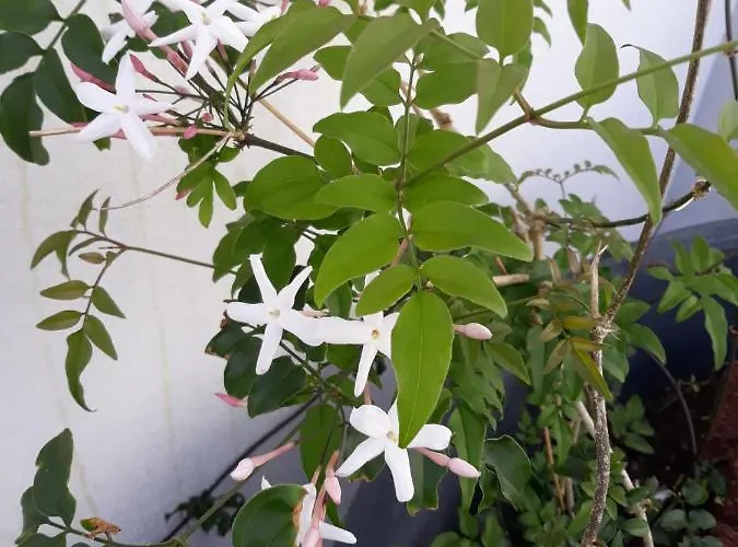 Ocean - Casa Sao Joao - 4 Star Tourist アパート