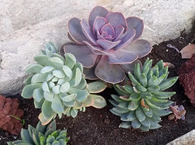 Ocean - Casa Sao Joao - 4 Star Tourist アパート *