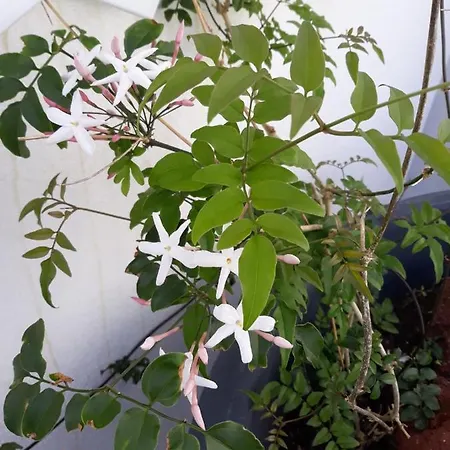 Ocean - Casa Sao Joao - 4 Star Tourist Apartamento