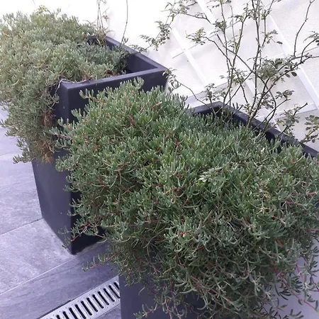 Ocean - Casa Sao Joao - 4 Star Tourist