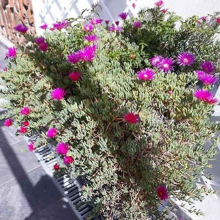 Ocean - Casa Sao Joao - 4 Star Tourist * Angra do Heroísmo