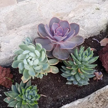 Ocean - Casa Sao Joao - 4 Star Tourist Apartamento *