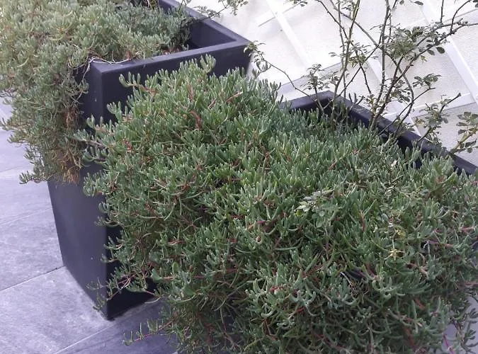 Ocean - Casa Sao Joao - 4 Star Tourist