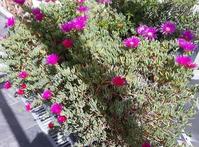 Ocean - Casa Sao Joao - 4 Star Tourist * Angra do Heroismo